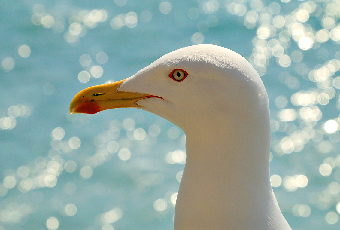 Il profilo del vanitoso