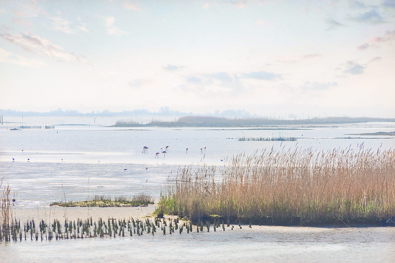 Bocca di Goro (Fe) #5