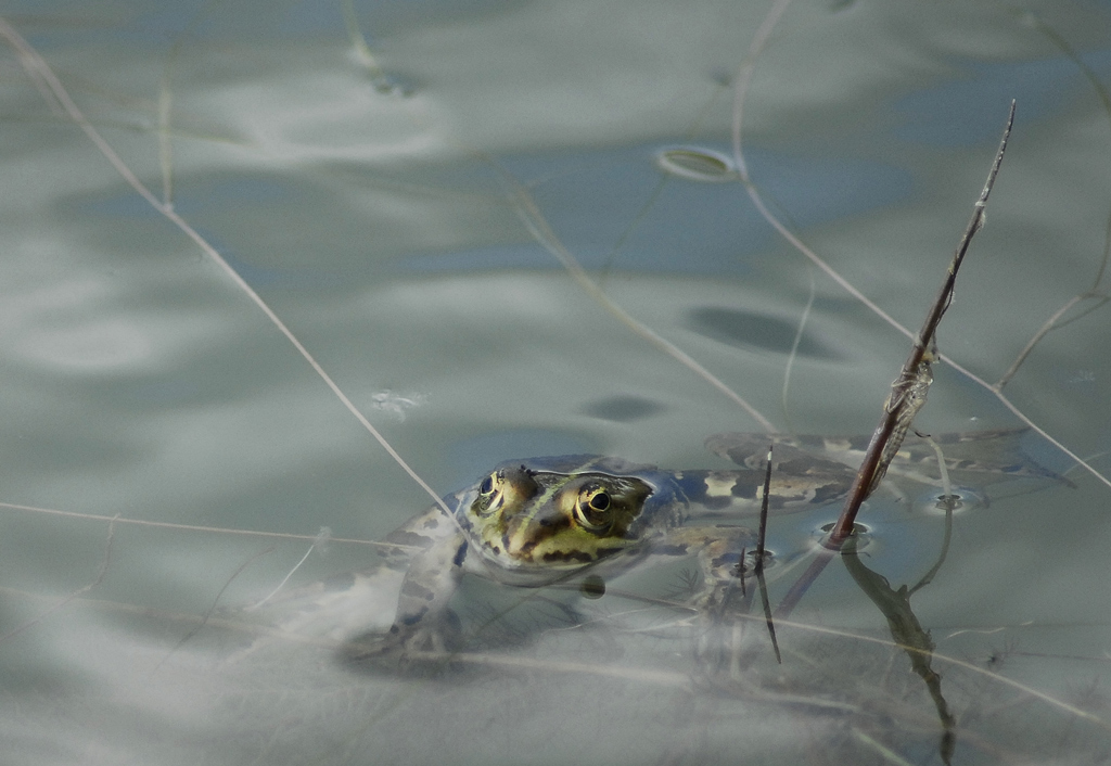ranocchia o principessa?