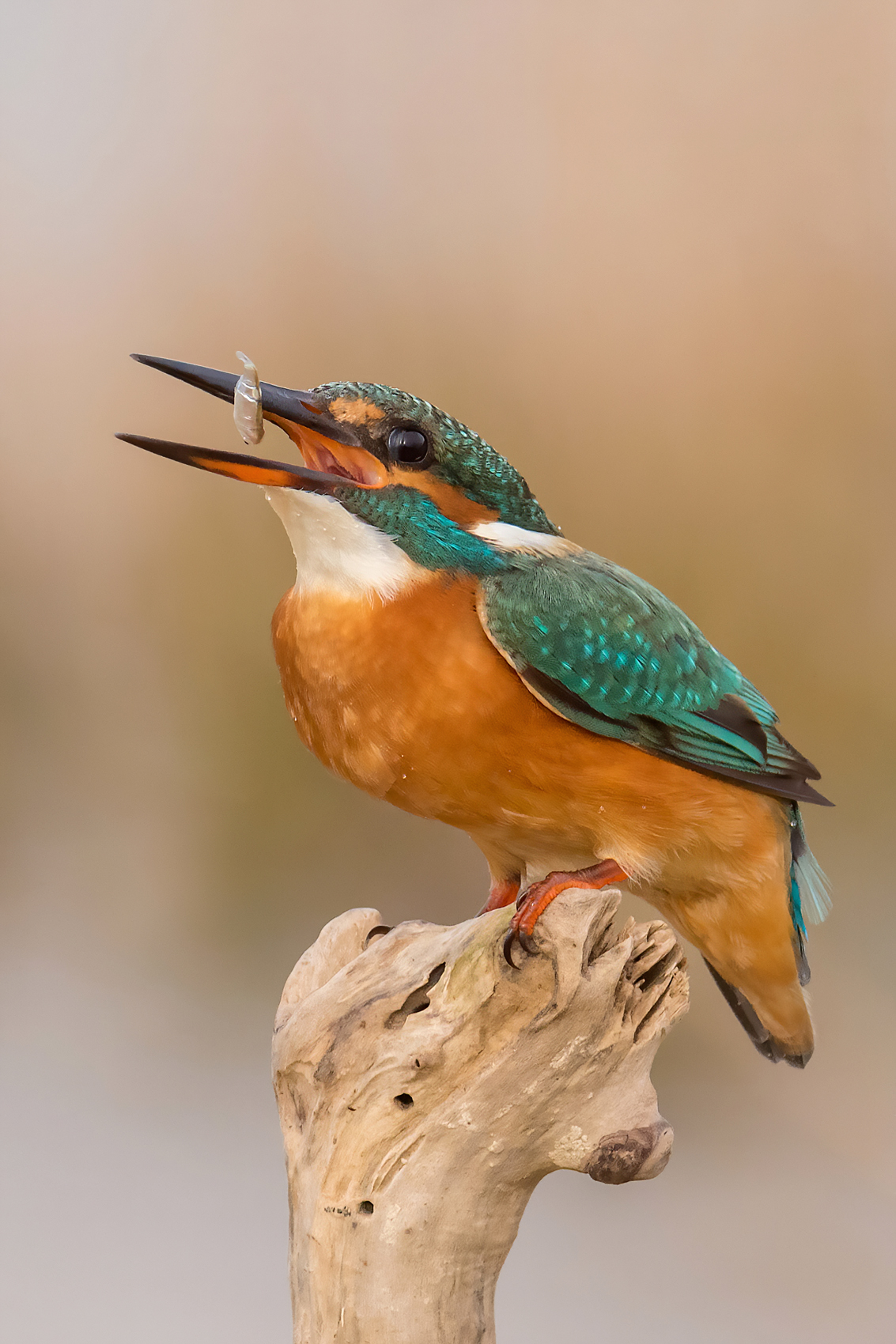 Martin pescatore e il suo pranzo.