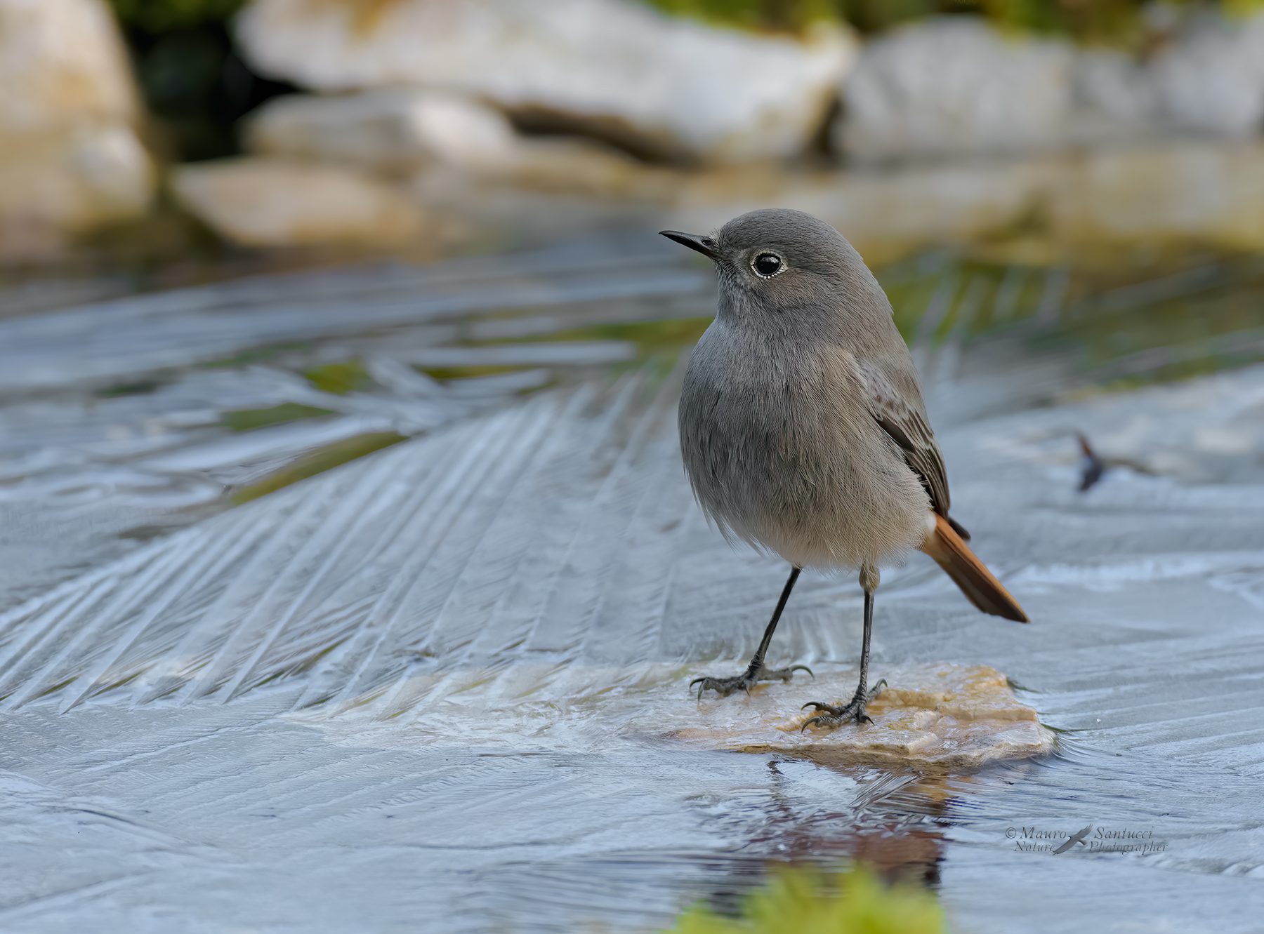 Sul-ghiaccio_DSC1977