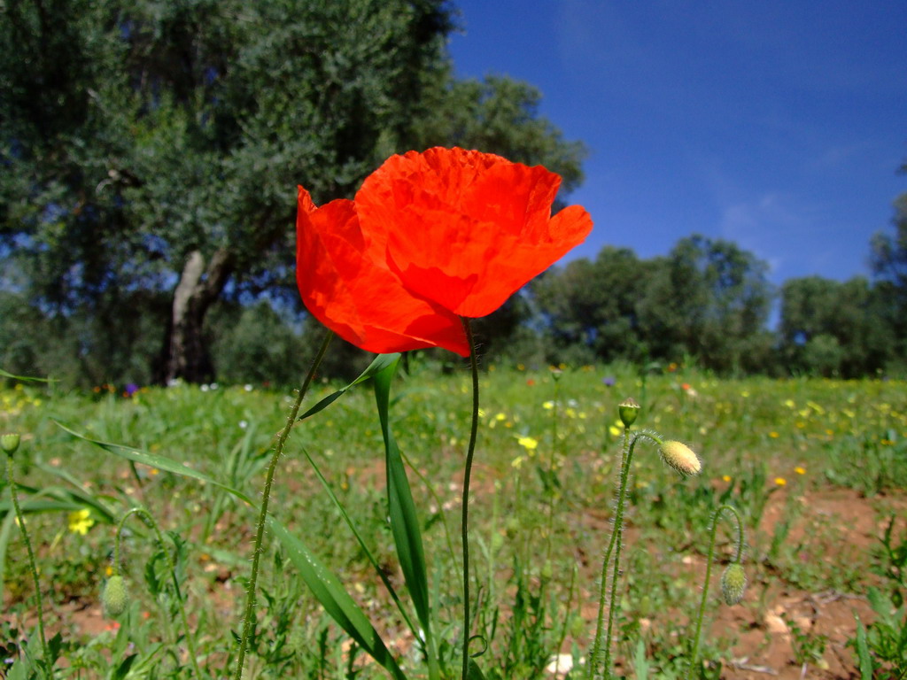 Papaveri rossi