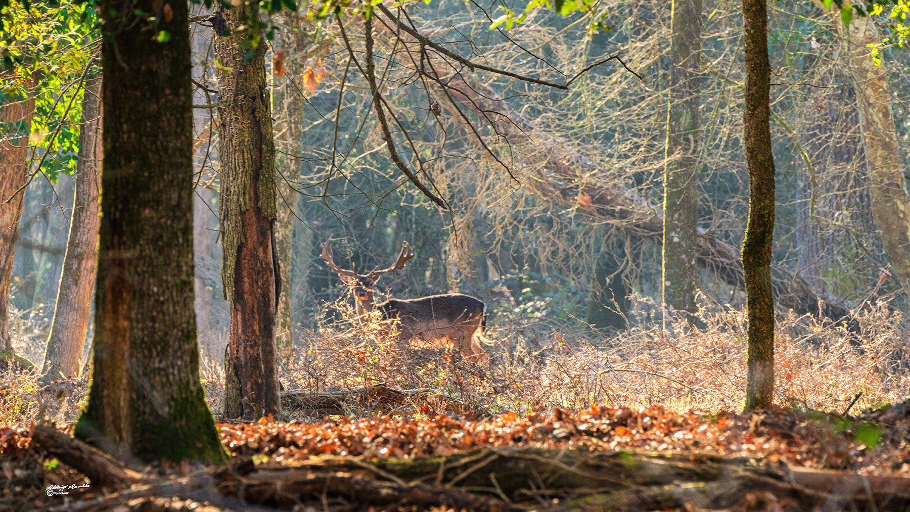 E' uscito allo scoperto..  sta osservando..