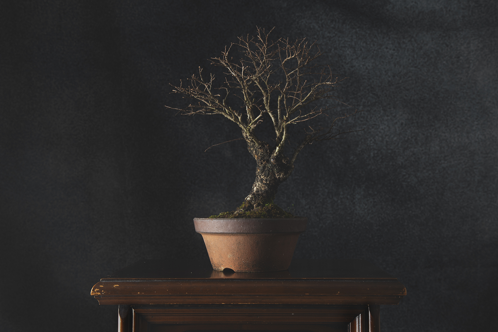 Olmo bonsai