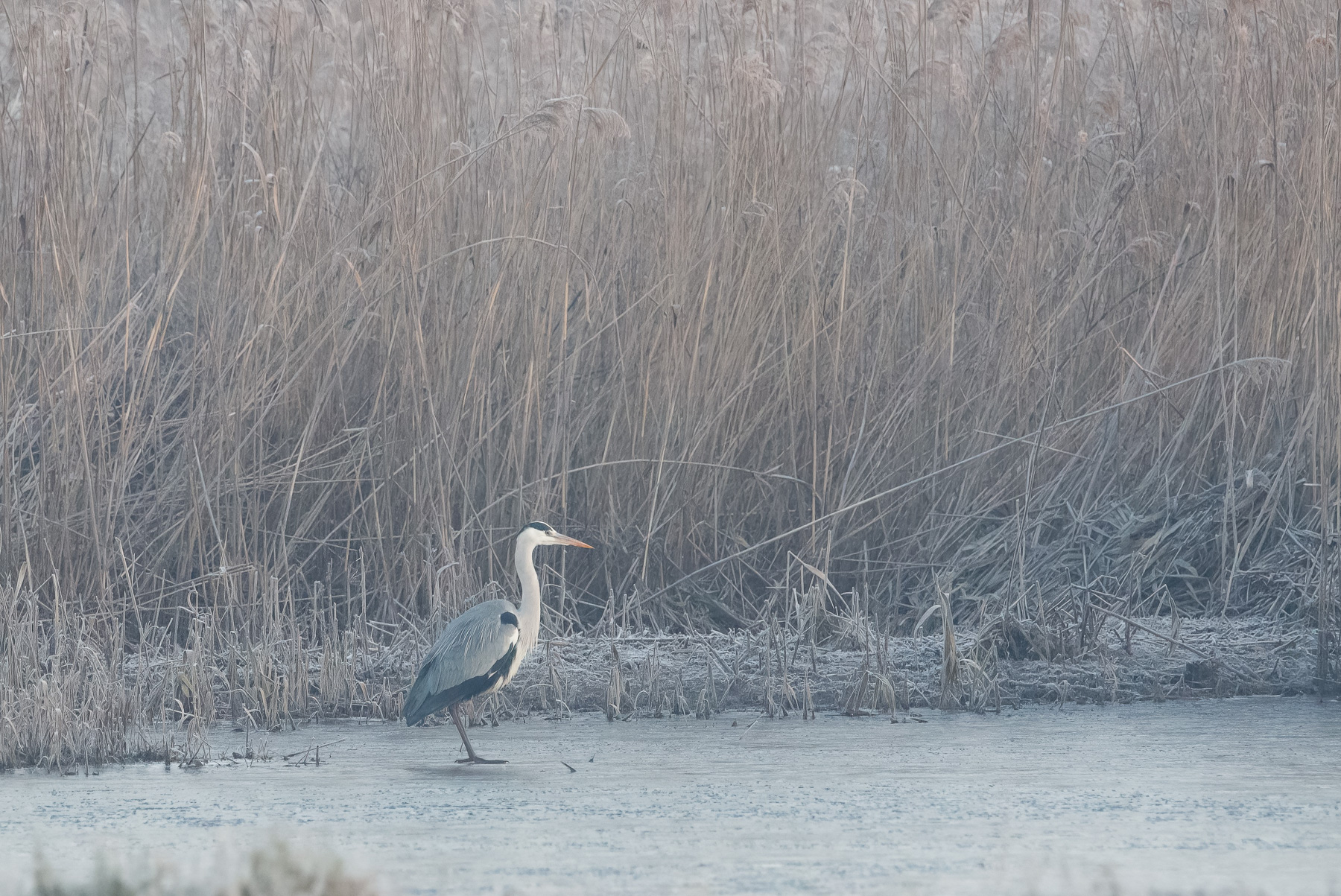Stamani non si pesca...