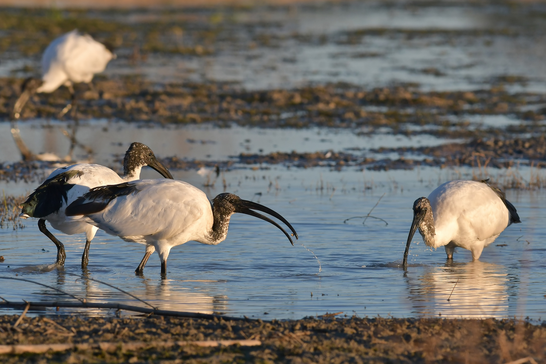 Ibis in gruppo