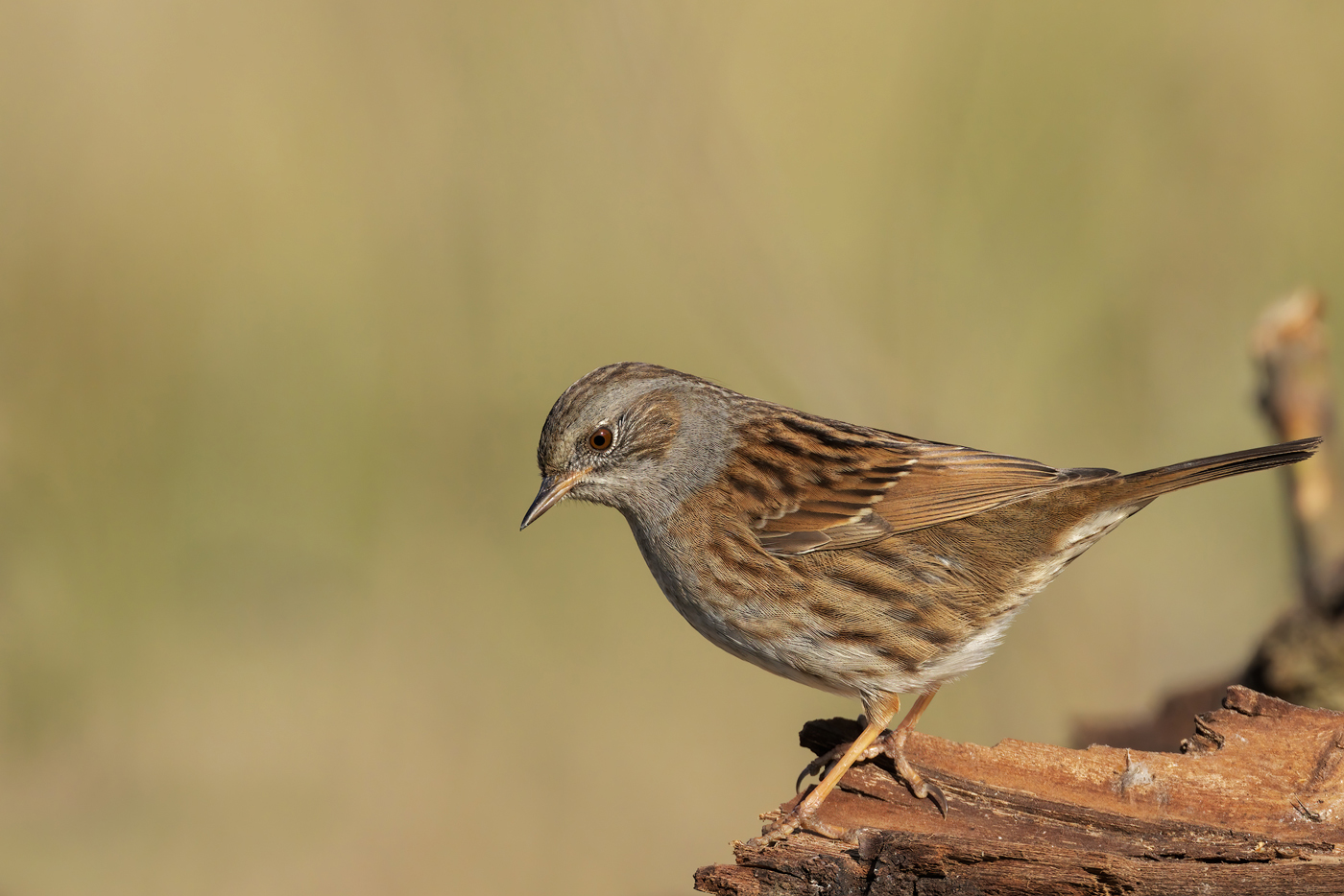 Passera scopaiola (Prunella modularis)