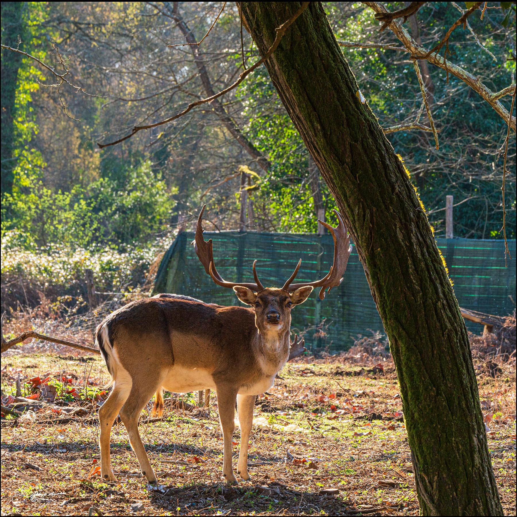 Sembra incuriosito..