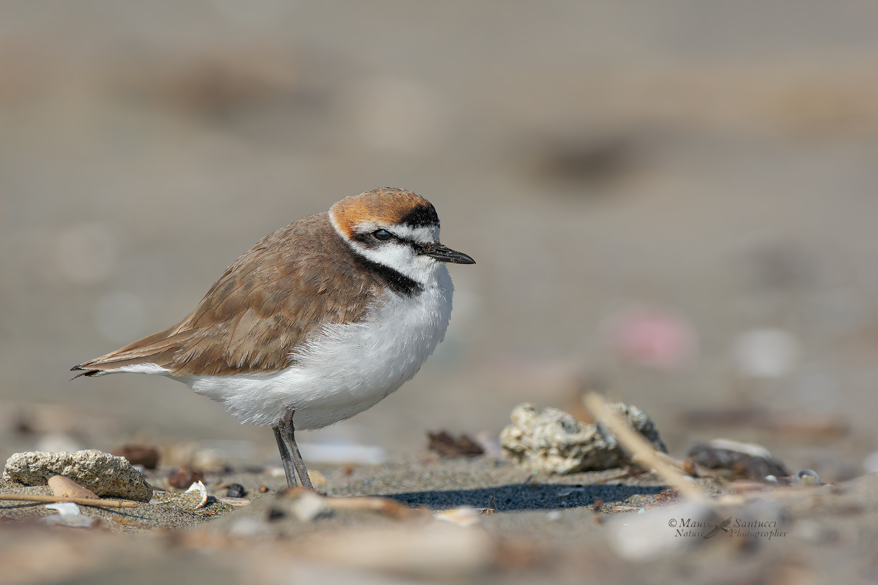 Fratino-Maschio_DSC2330