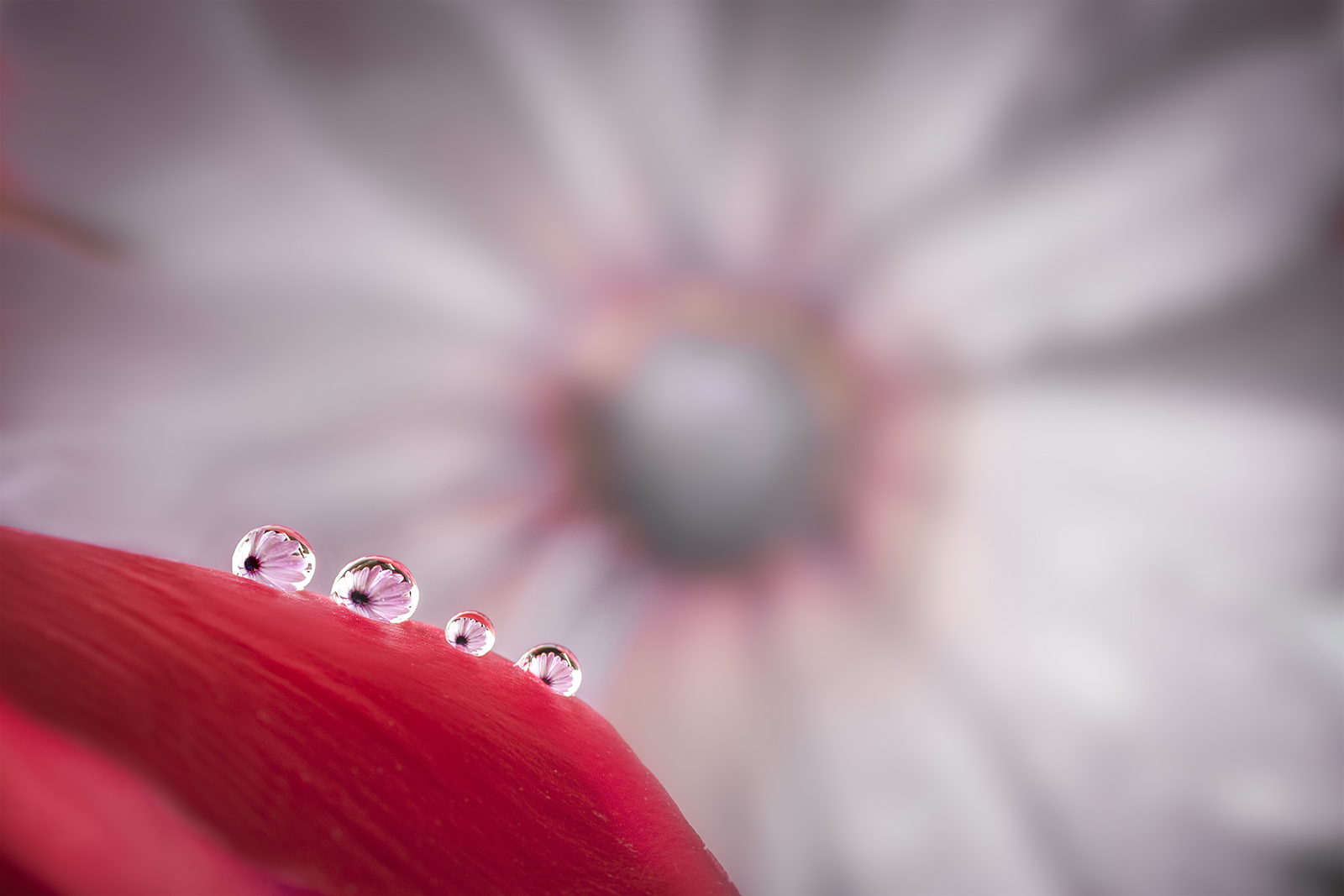 Drops and flowers