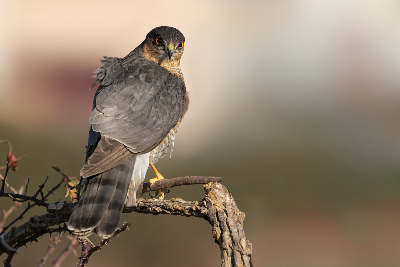 Sparviere (Accipiter nisus)