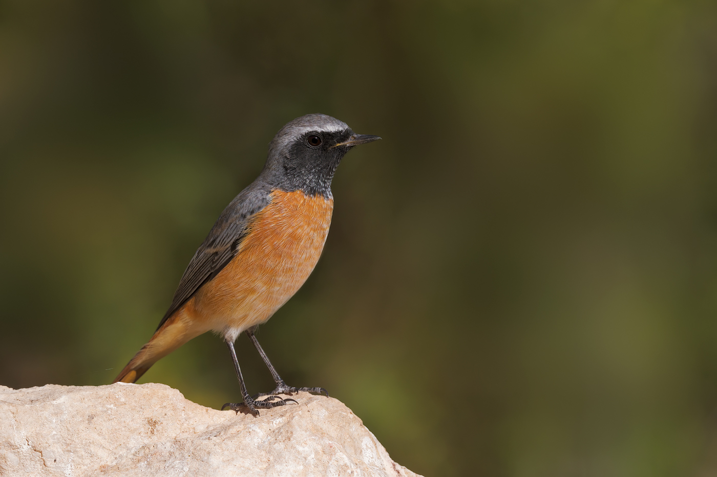 Codirosso  (Phoenicurus phoenicurus)