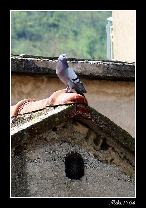 piccione di vedetta...