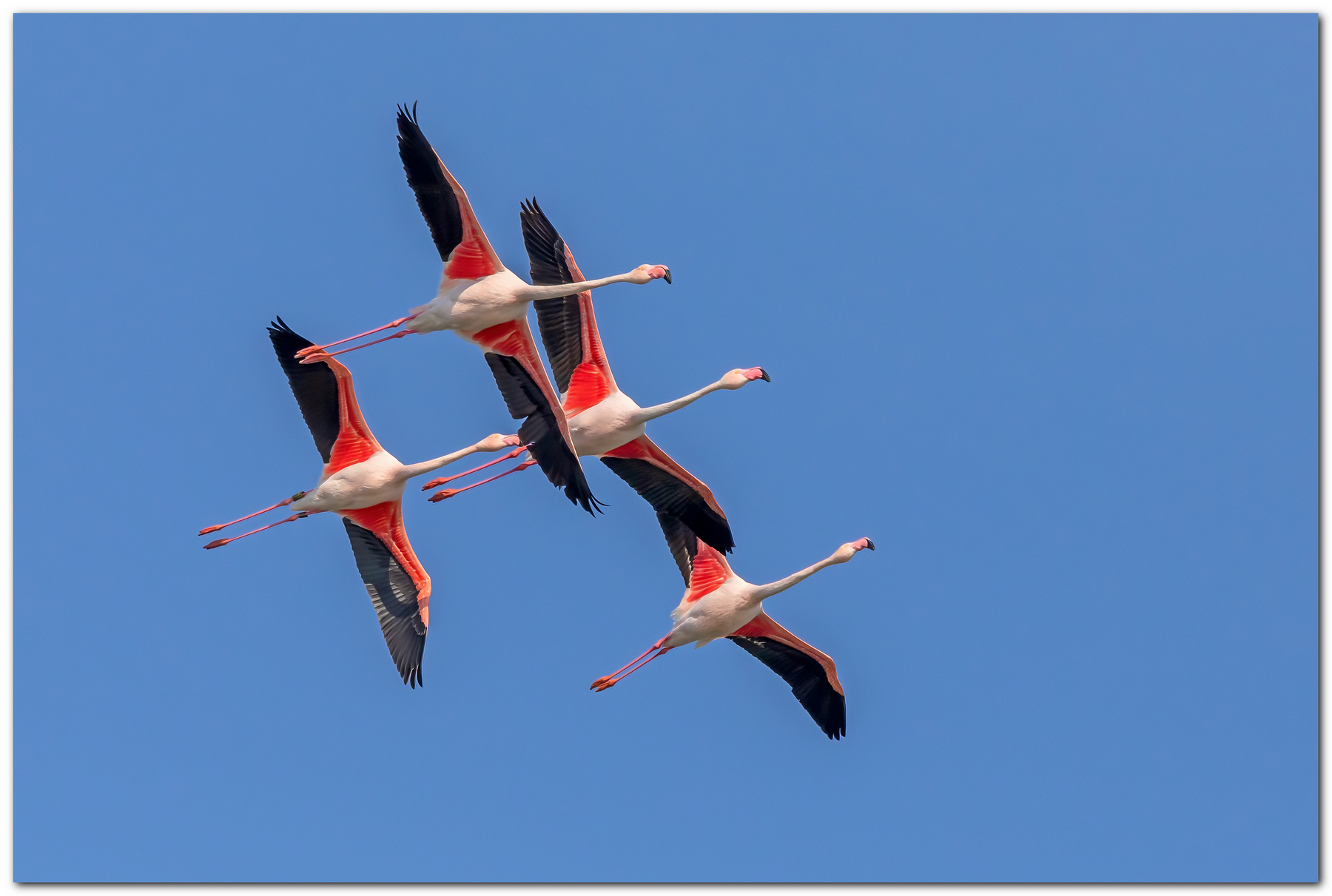 Stormo rosa non russo