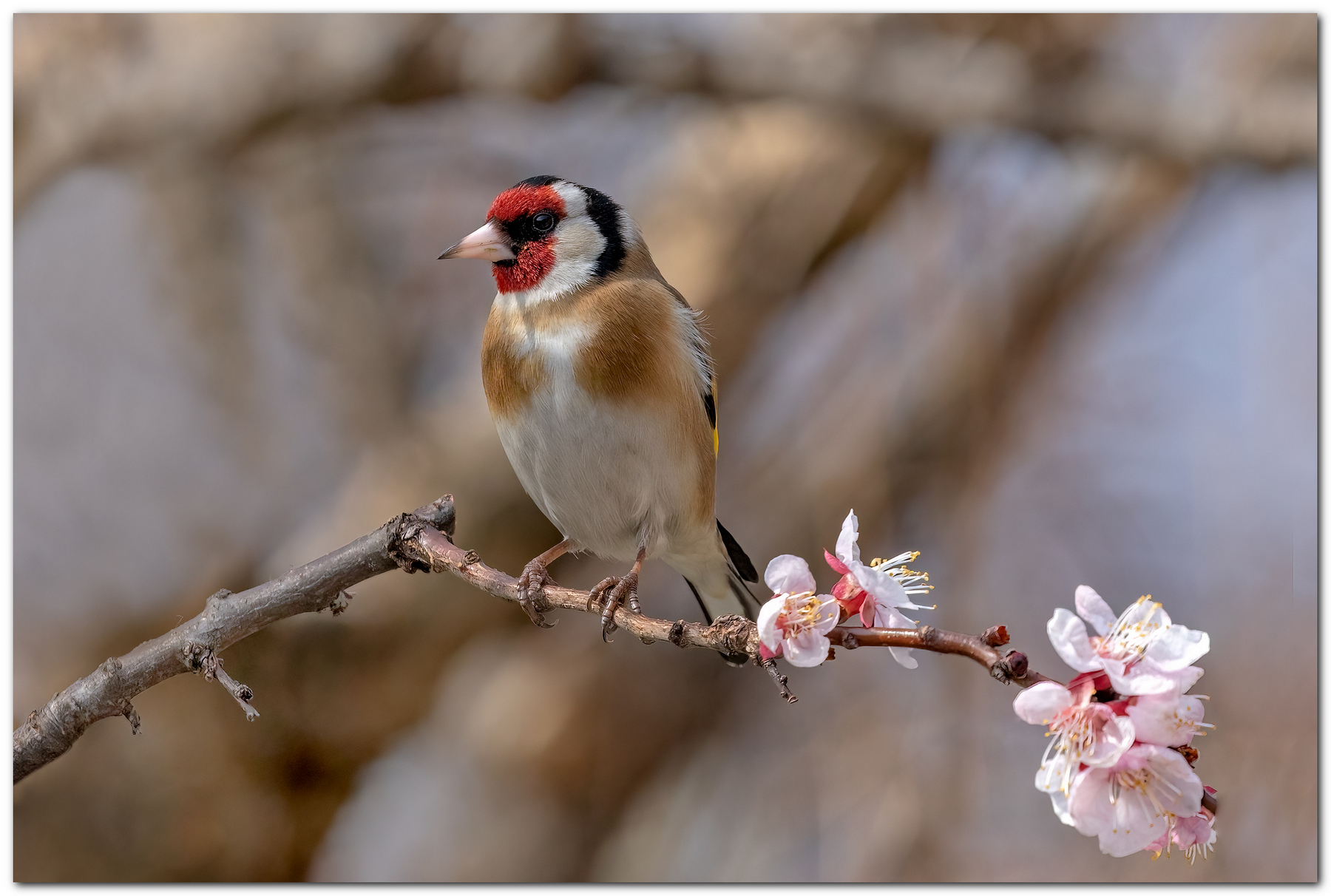 Primo giorno di primavera