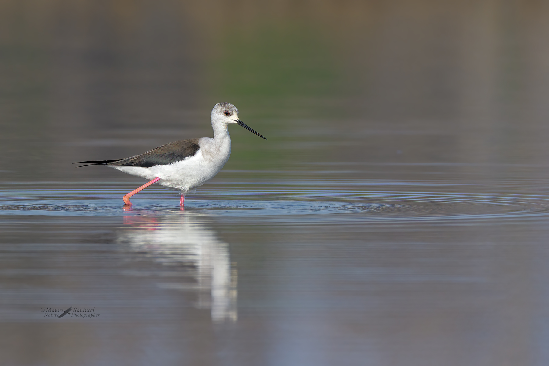 Cavaliere-d'italia_DSC3554