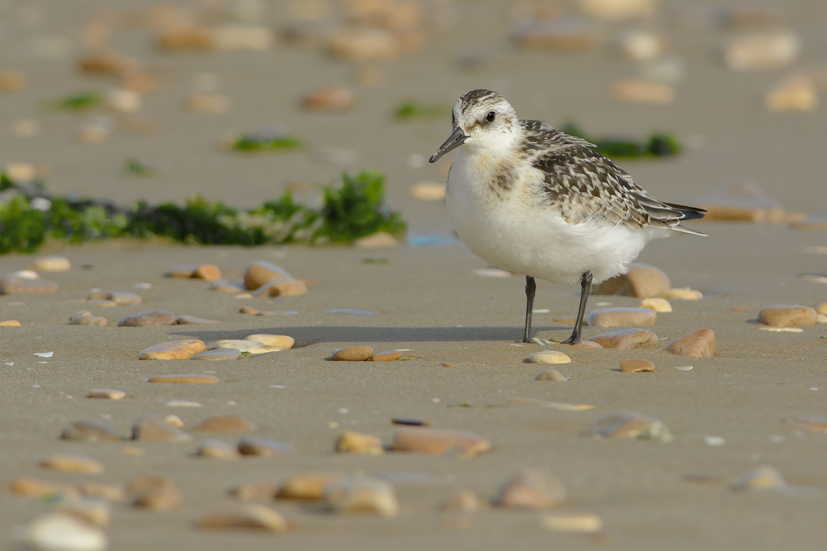 Piovanello tridattilo (Calidris alba)