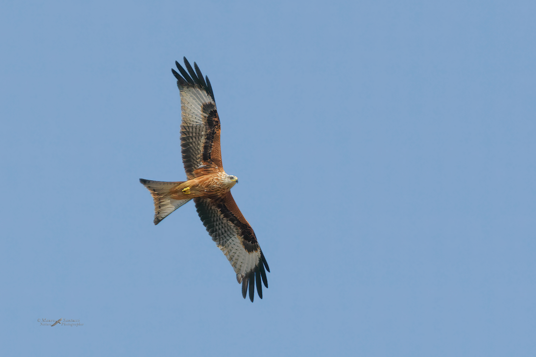 Nibbio-reale_DSC5843