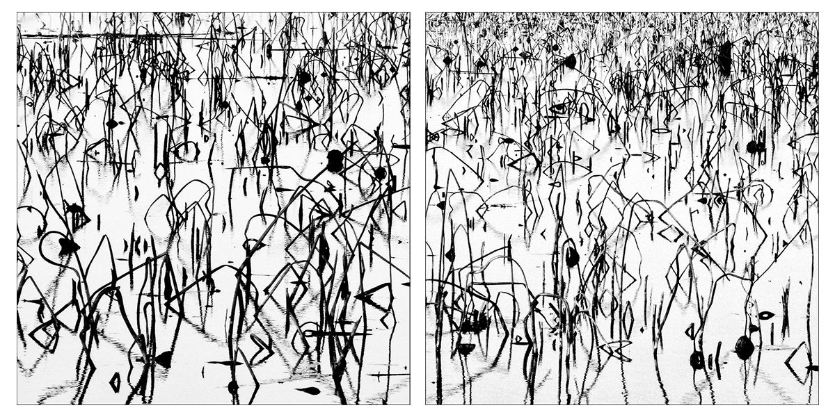 Scarabocchi naturali