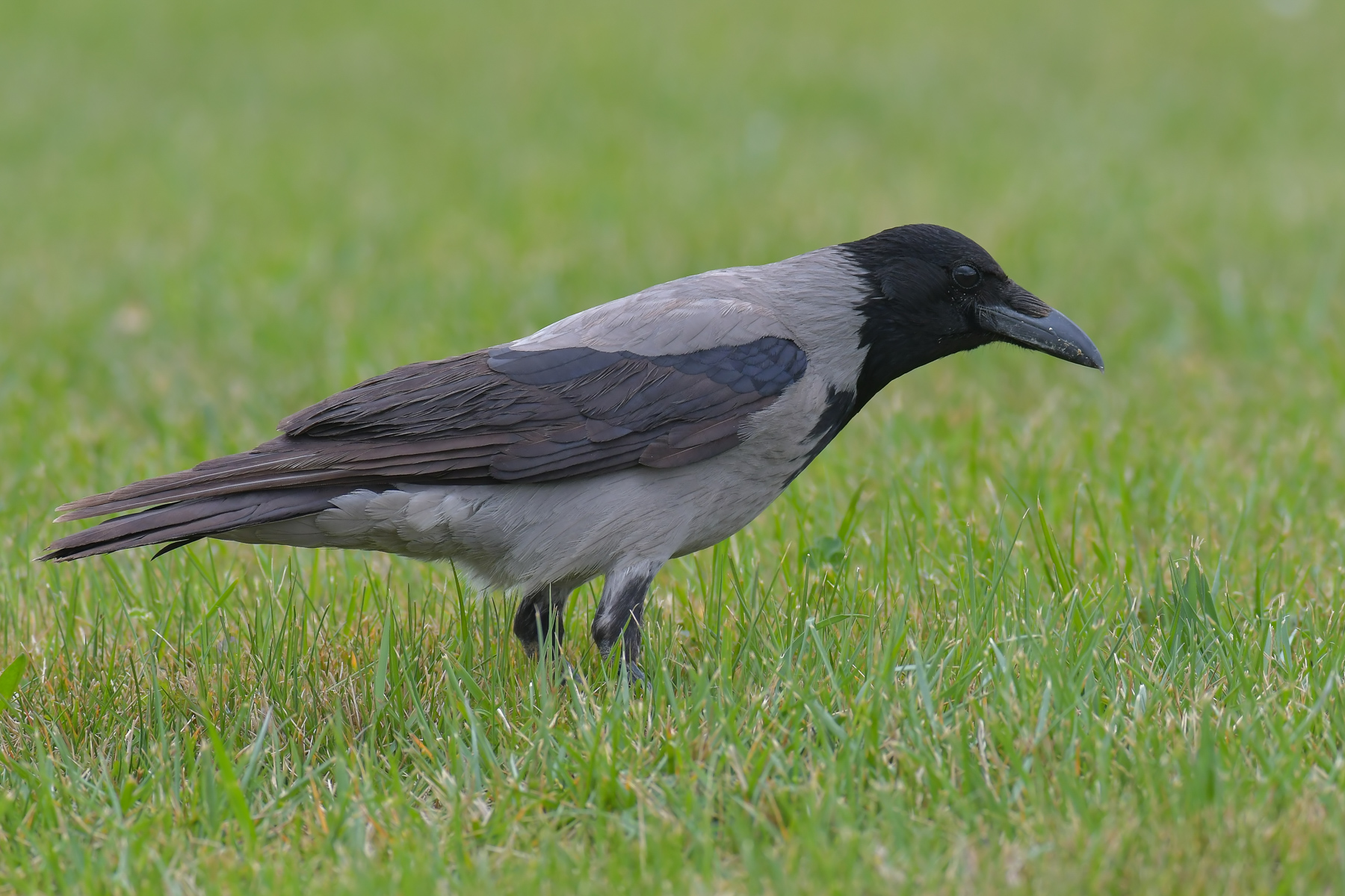 Una semplice cornacchia grigia