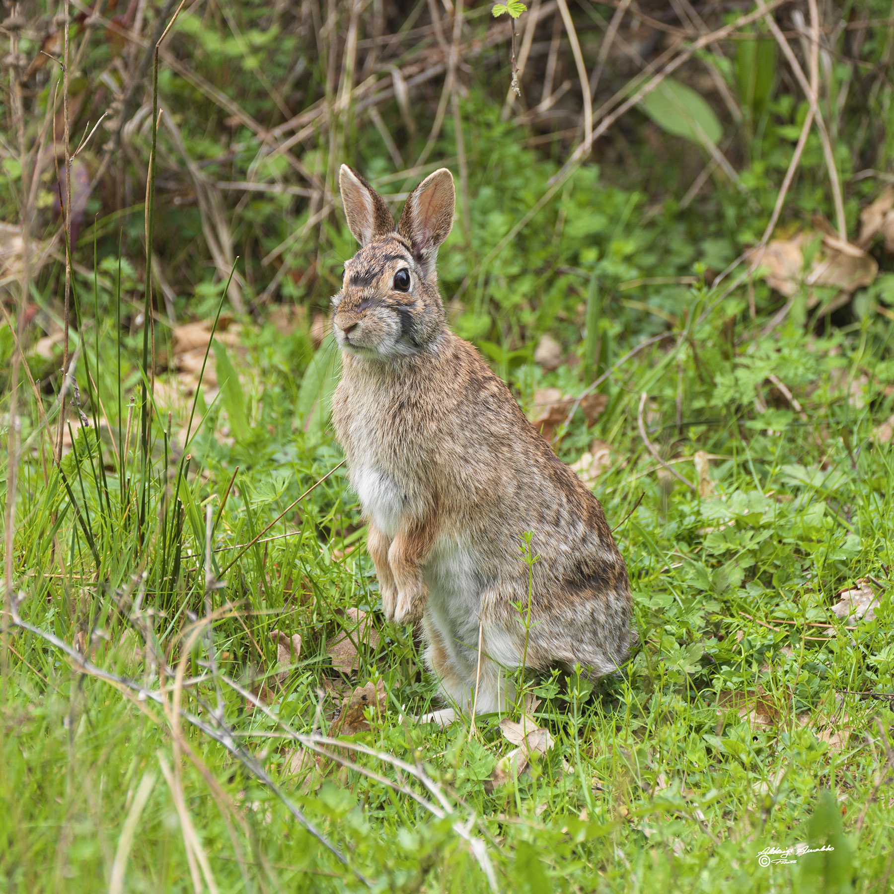 Minilepre sospettosa..