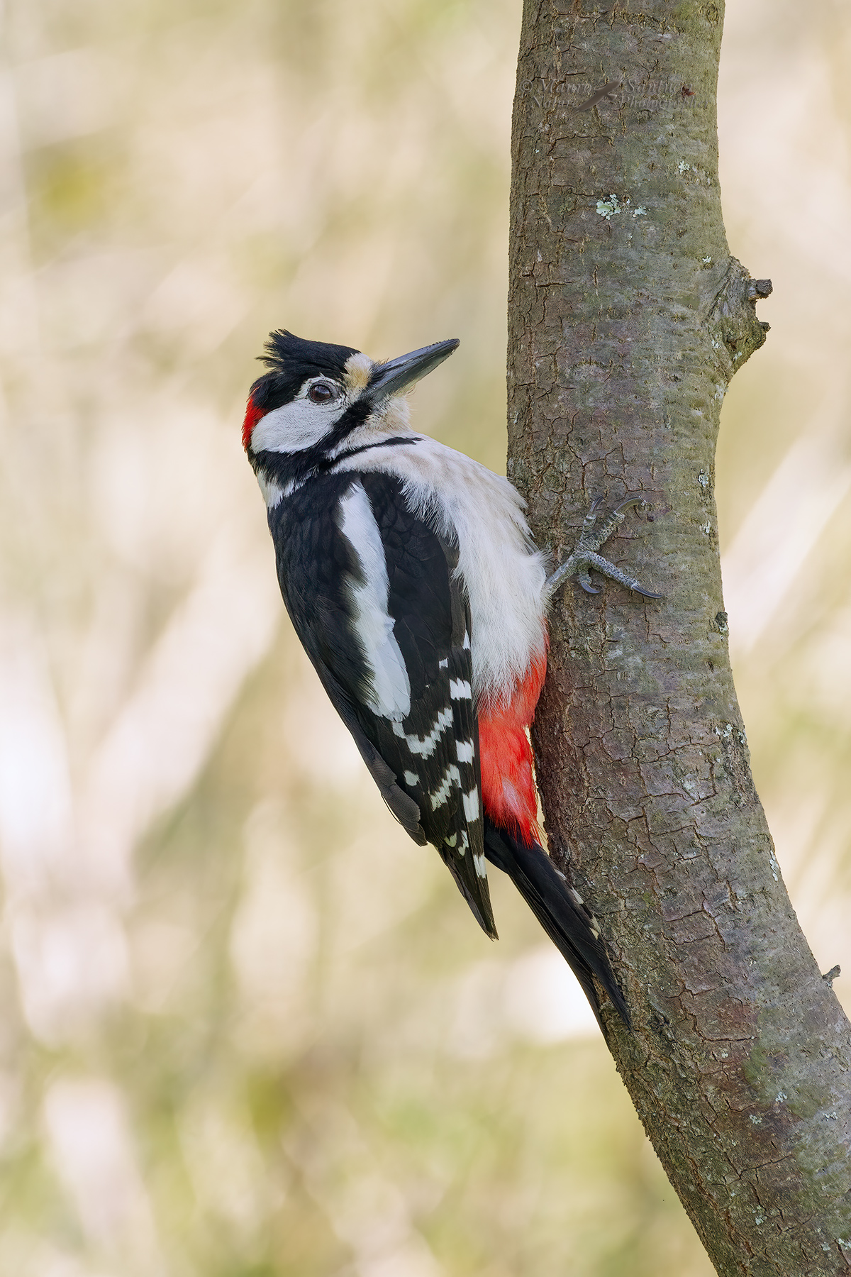 Picchio-rosso-maggiore-maschio_DSC5191