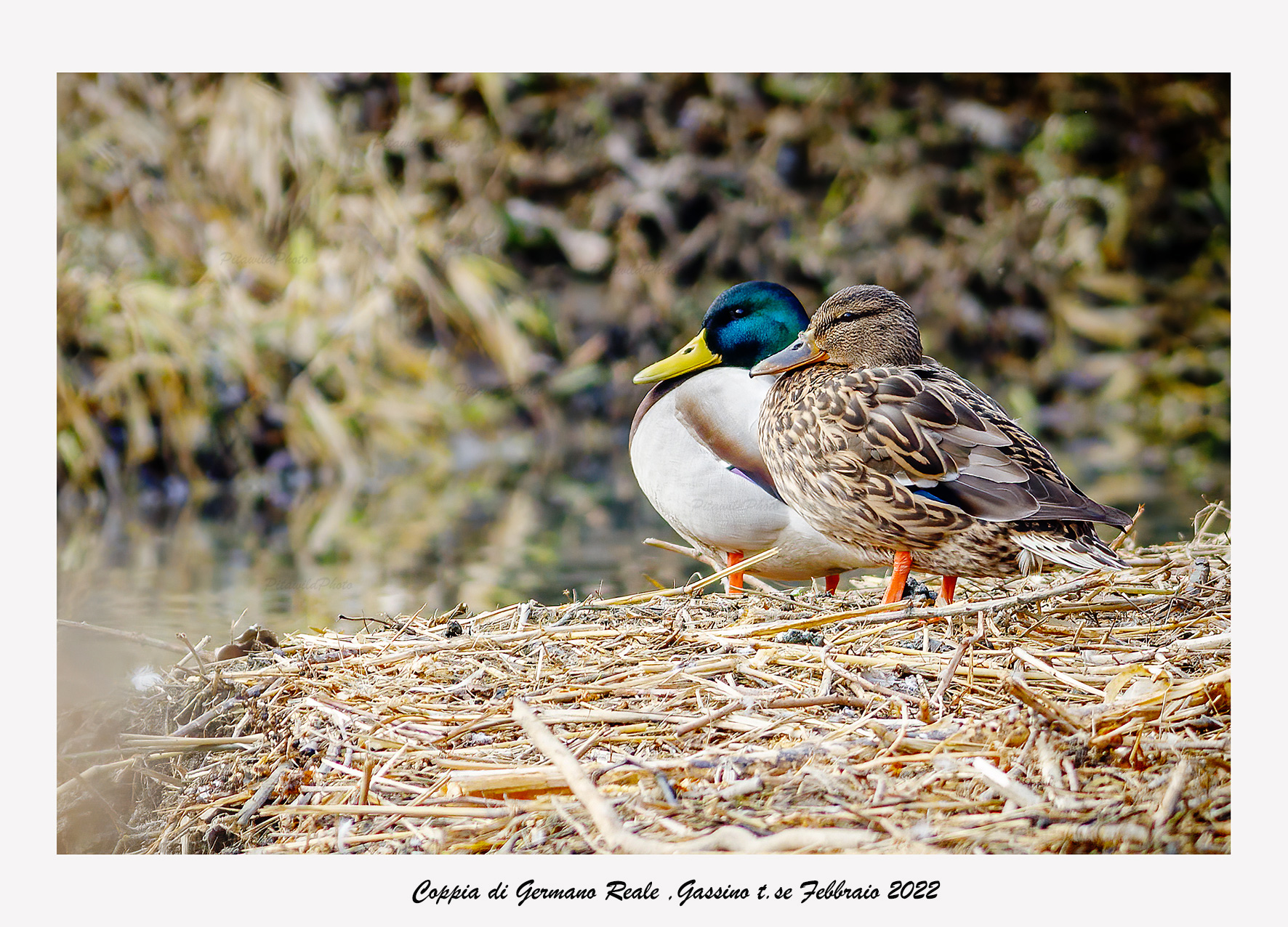 Coppia di Germano Reale
