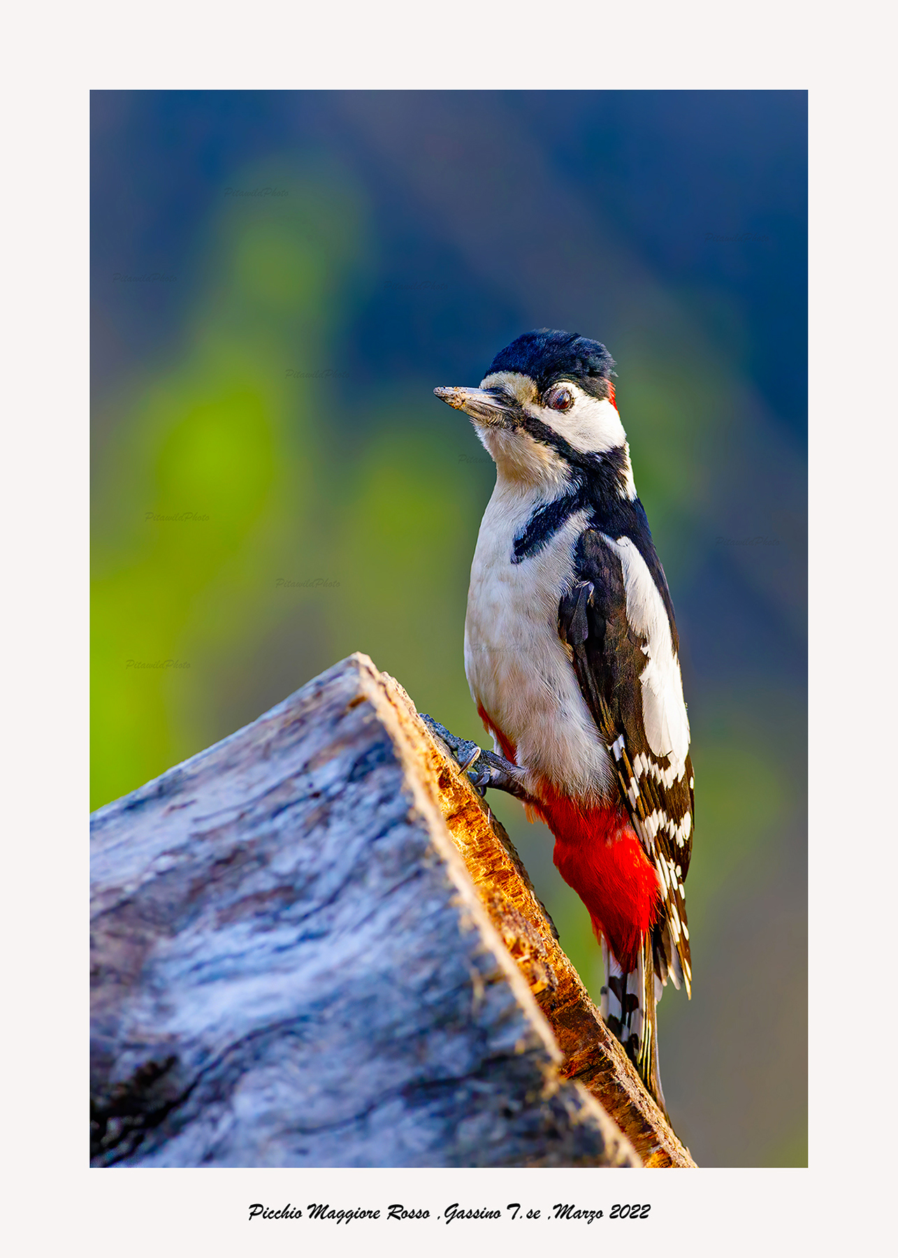 Picchio Rosso Maggiore