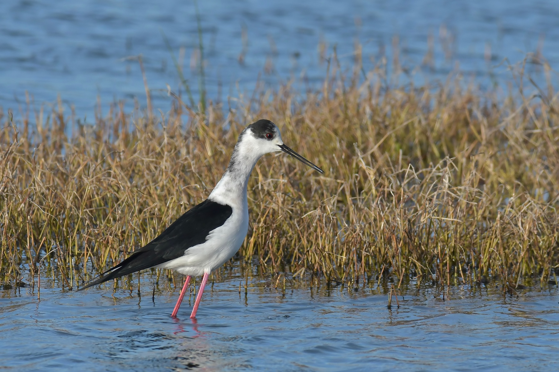 Non la solita posa...