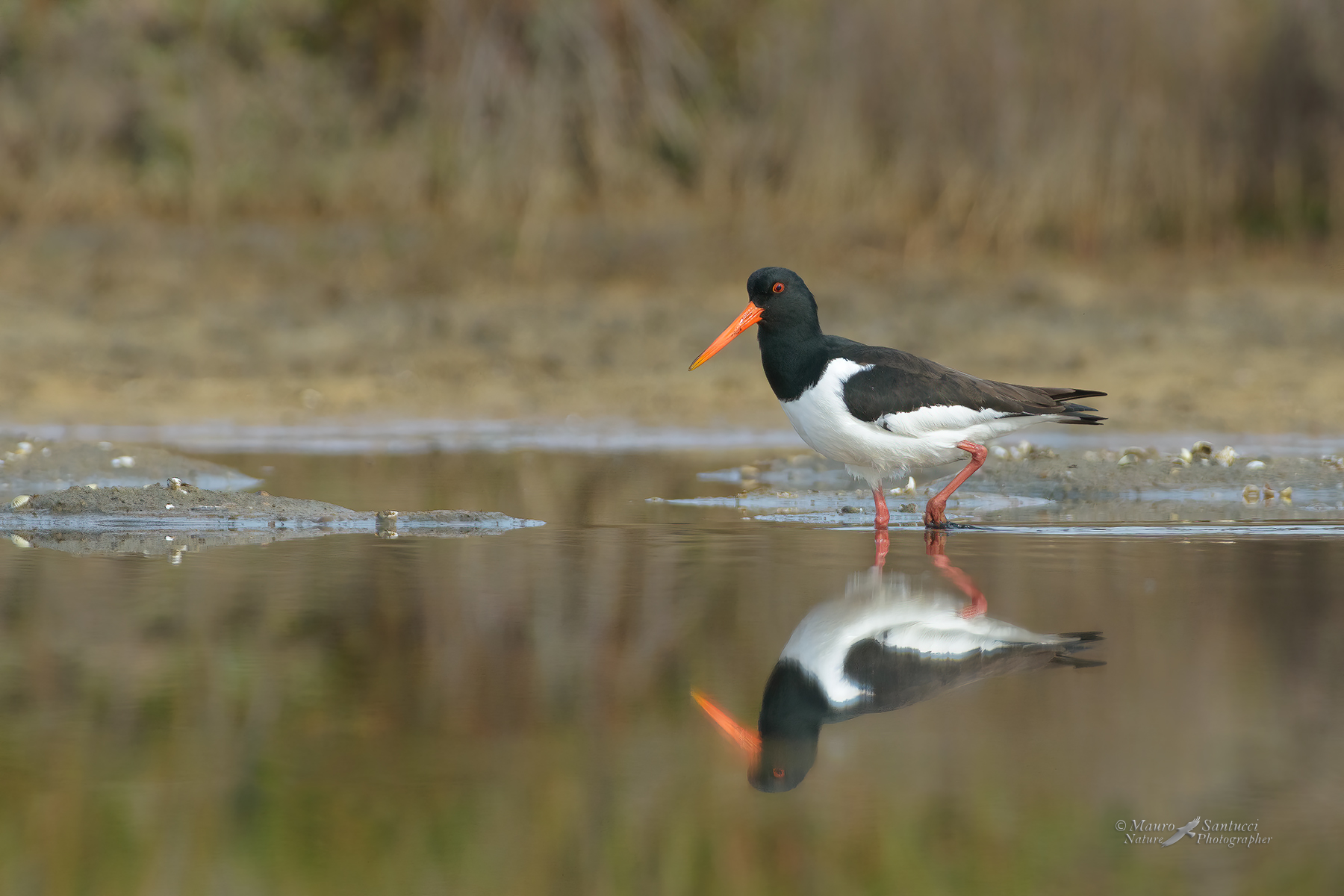 Beccaccia-di-mare_DSC5577