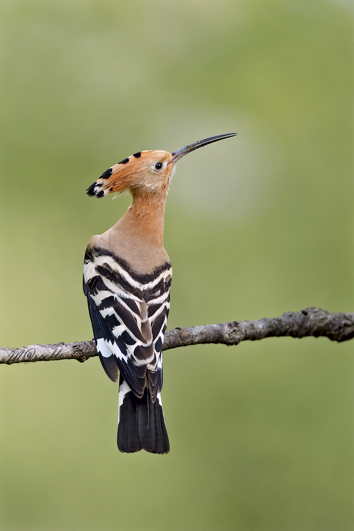 In contemplazione dell'infinito........ Upupa.