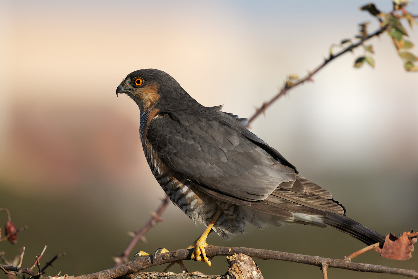 Sparviere (Accipiter nisus)