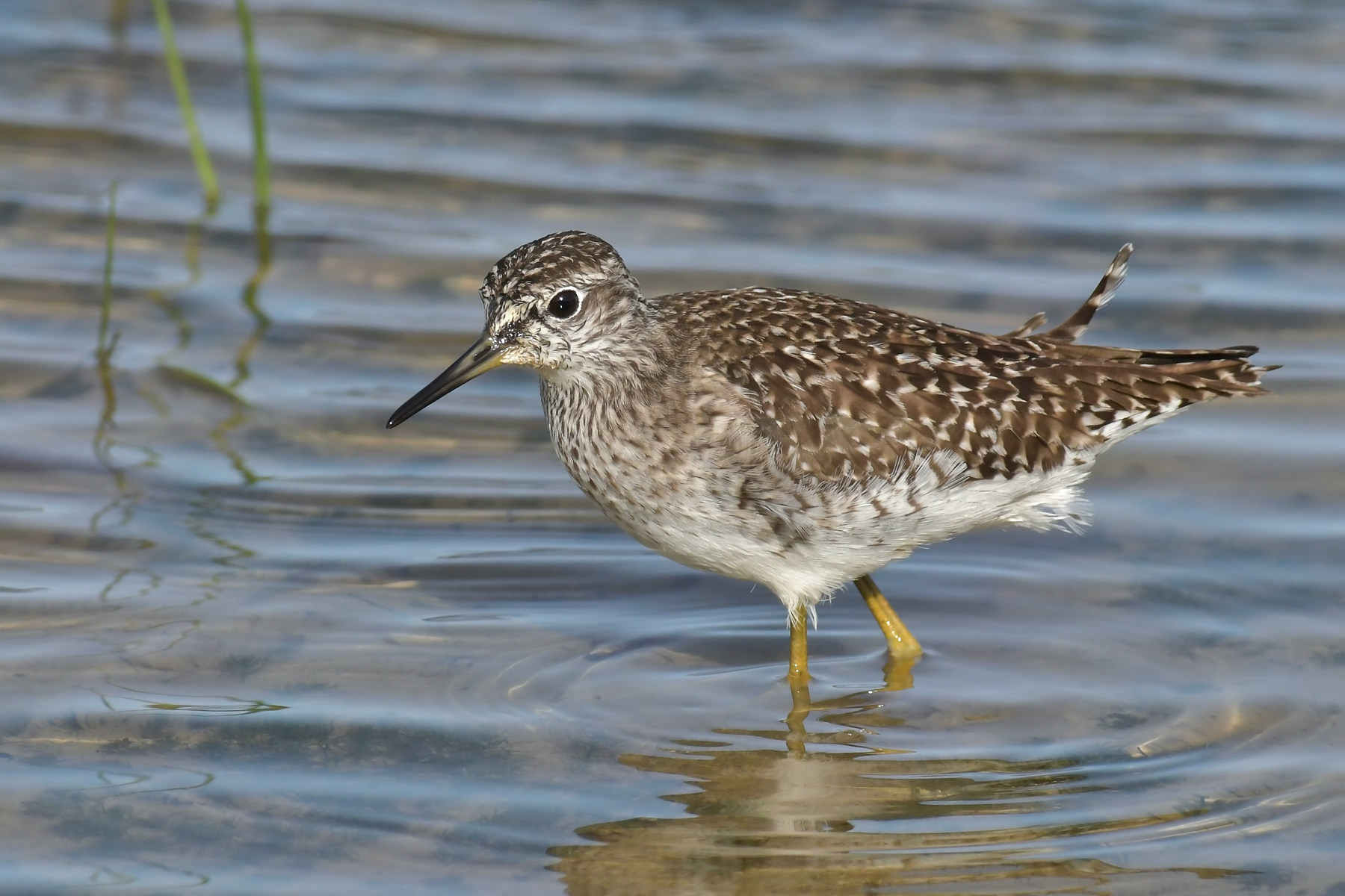 Piro piro boschereccio