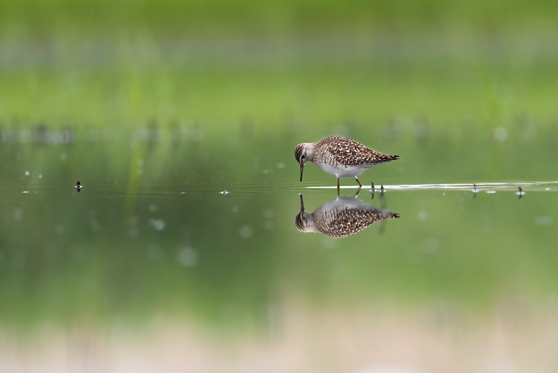 Piro piro boschereccio