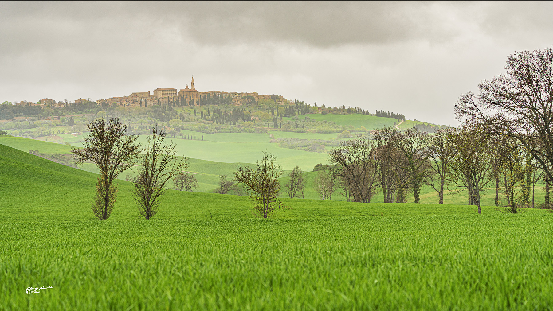 Alberi spogli in un mare di verde..