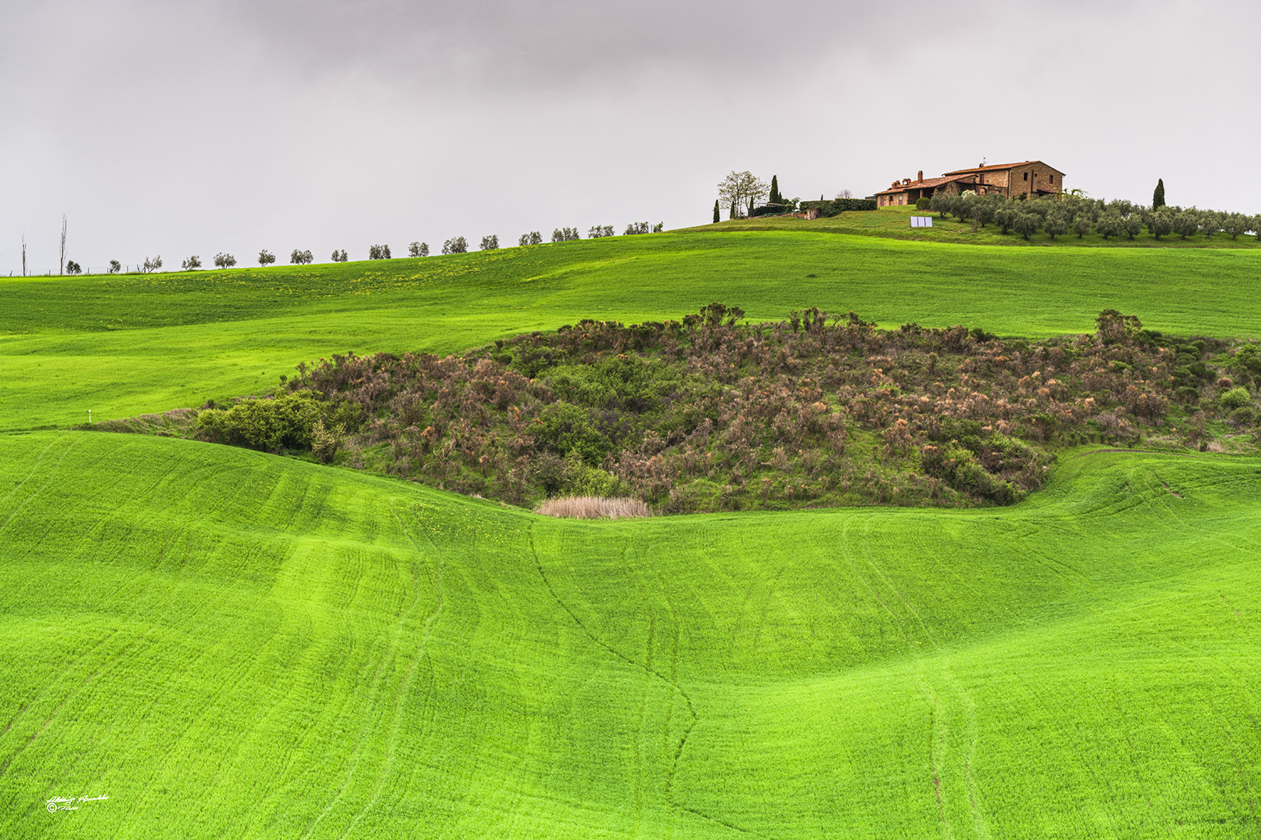 Fioriture nel verde della Val d'orcia..