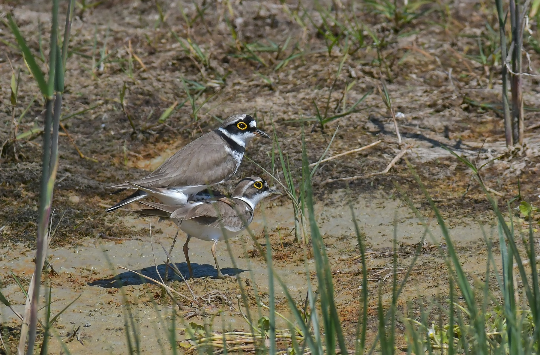 Corrieri piccoli in accoppiamento.