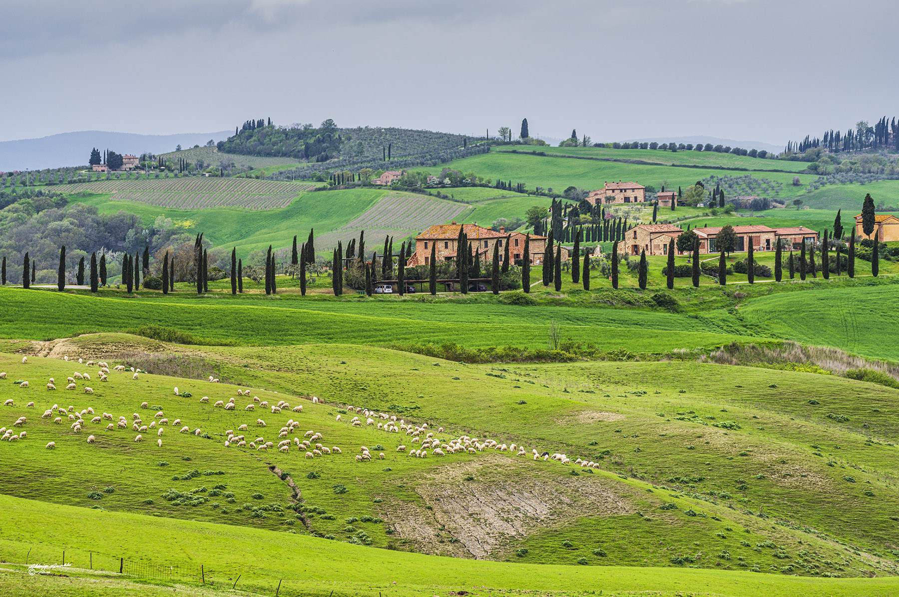 Gregge al pascolo.. Val d'orcia.