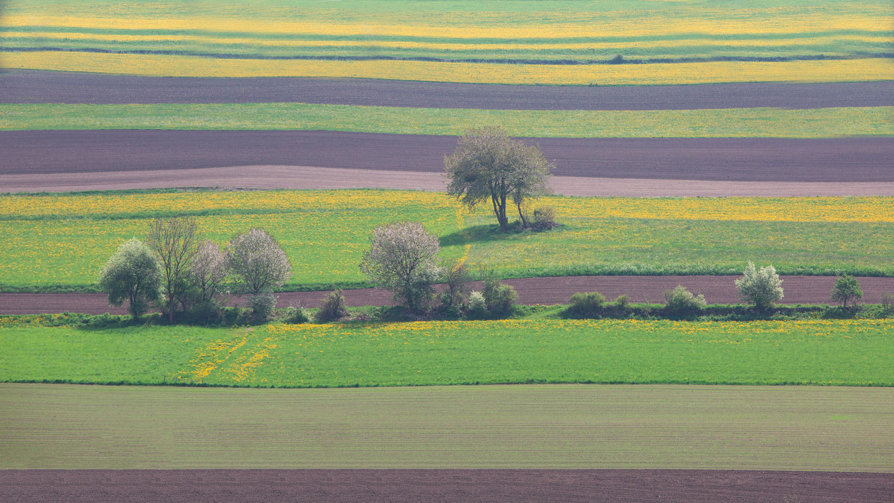 Campi a maggio in Val Pusteria (Bz)