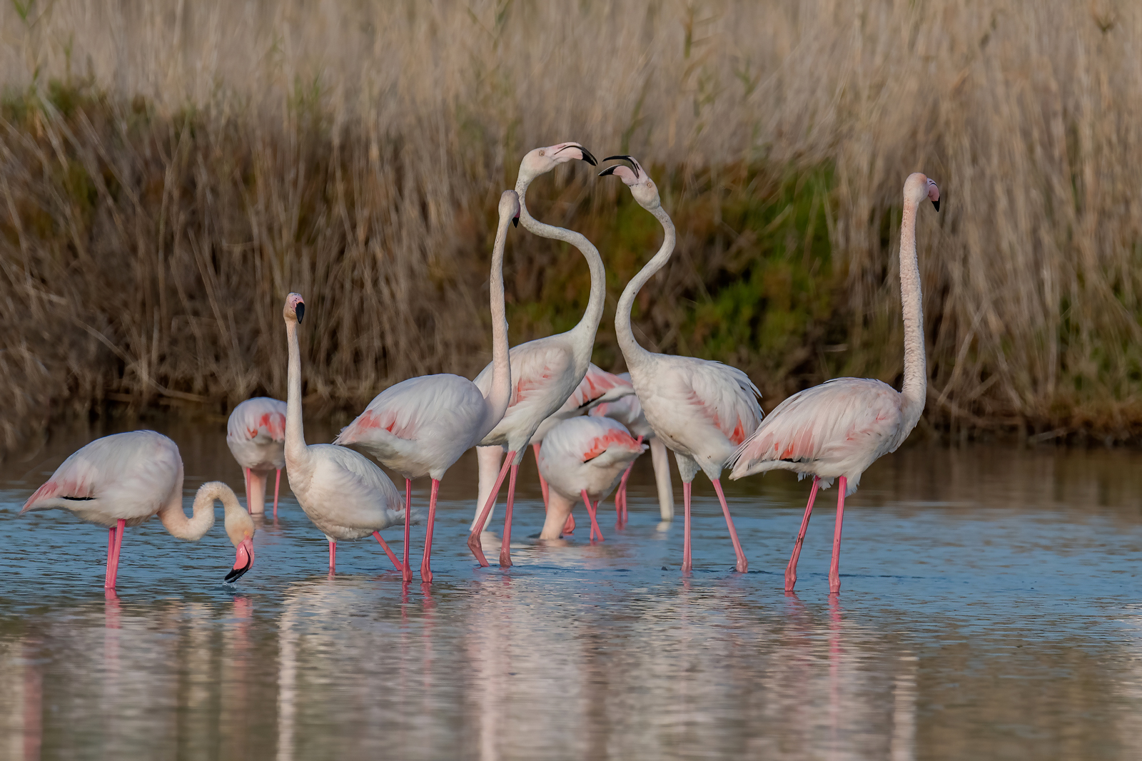 Periodo di litigi...
