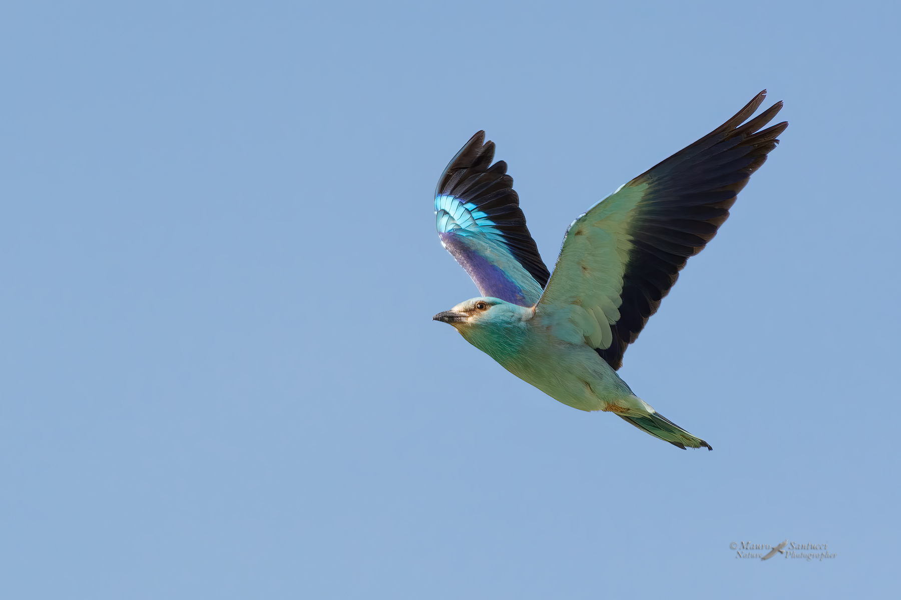 Ghiandaia-marina_DSC7301