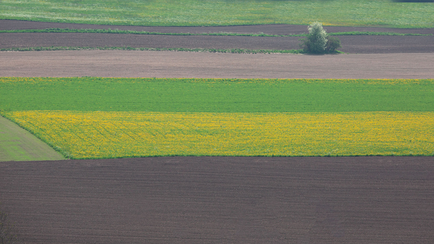 Campi a maggio in Val Pusteria (Bz) 2