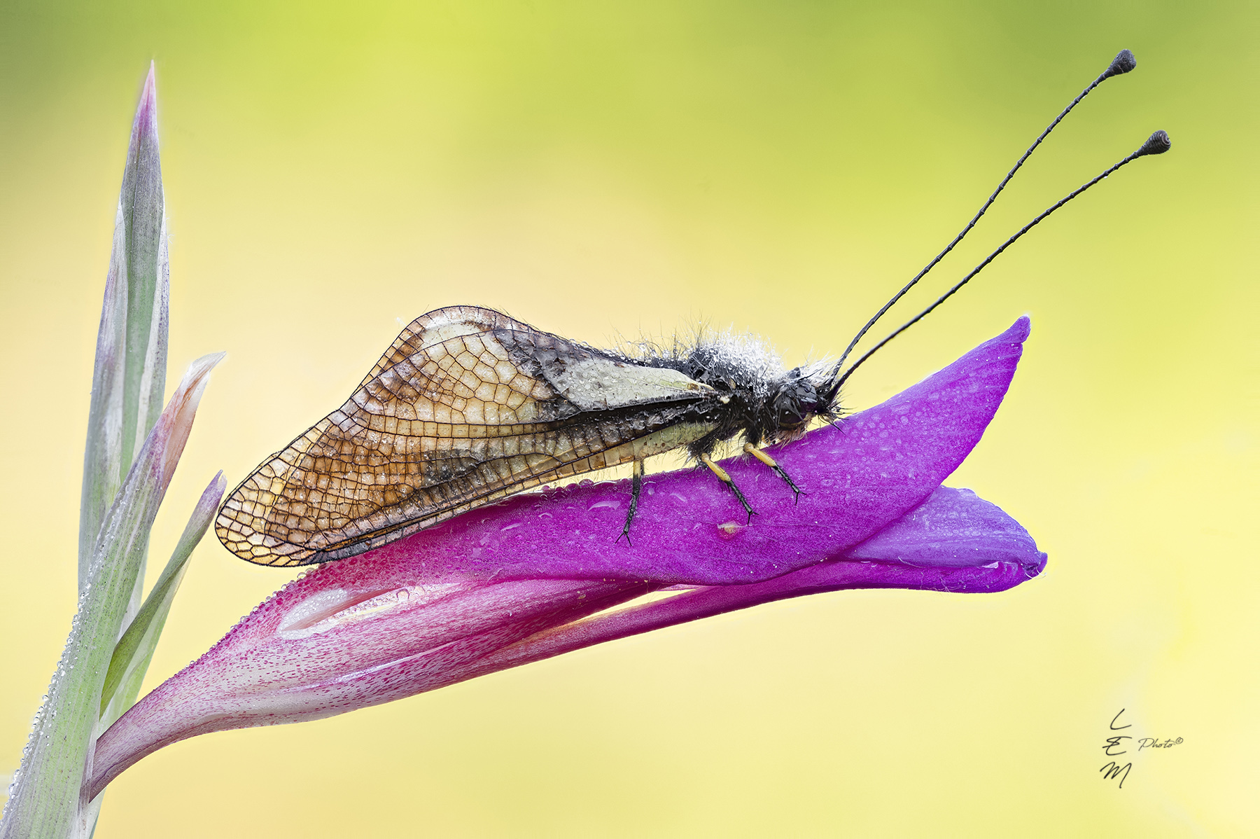 Libelloides coccajus (Denis & Schifferm�ller, 1775)