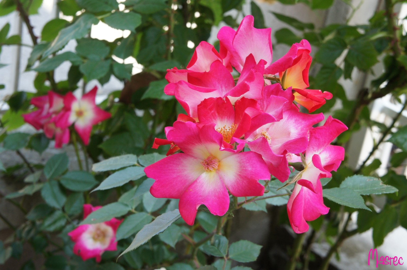 Colori di primavera ( e due )