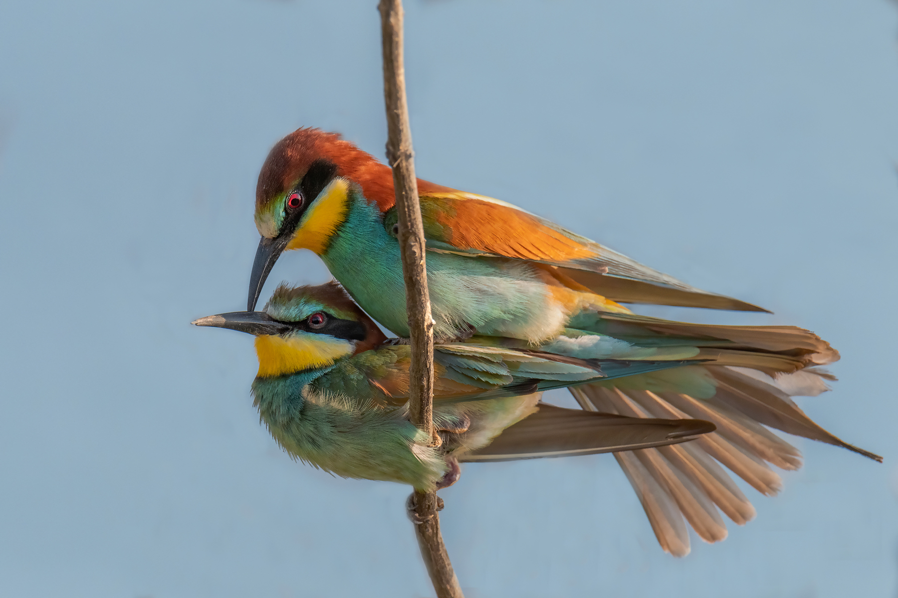Violata intimit�....di coppia. Gruccioni