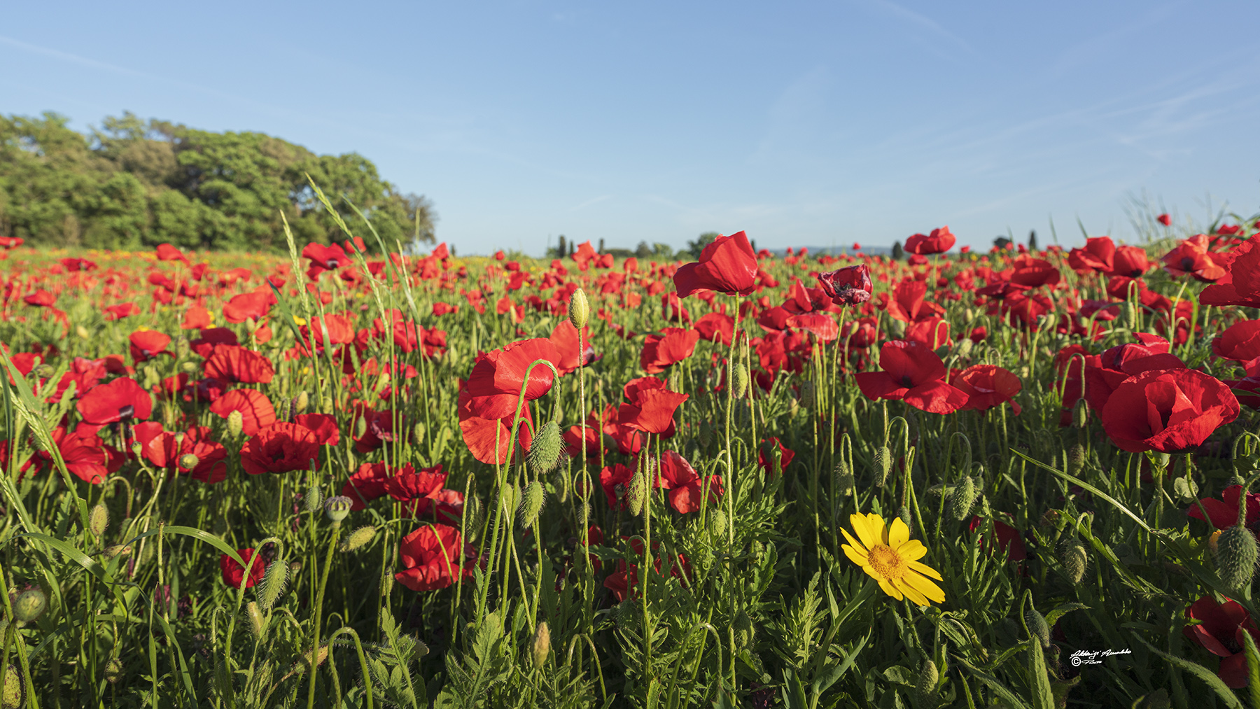Solo..  contro un mare di rosso..