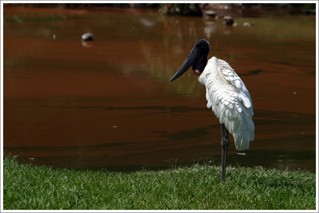 ... mi sfugge il nome ...