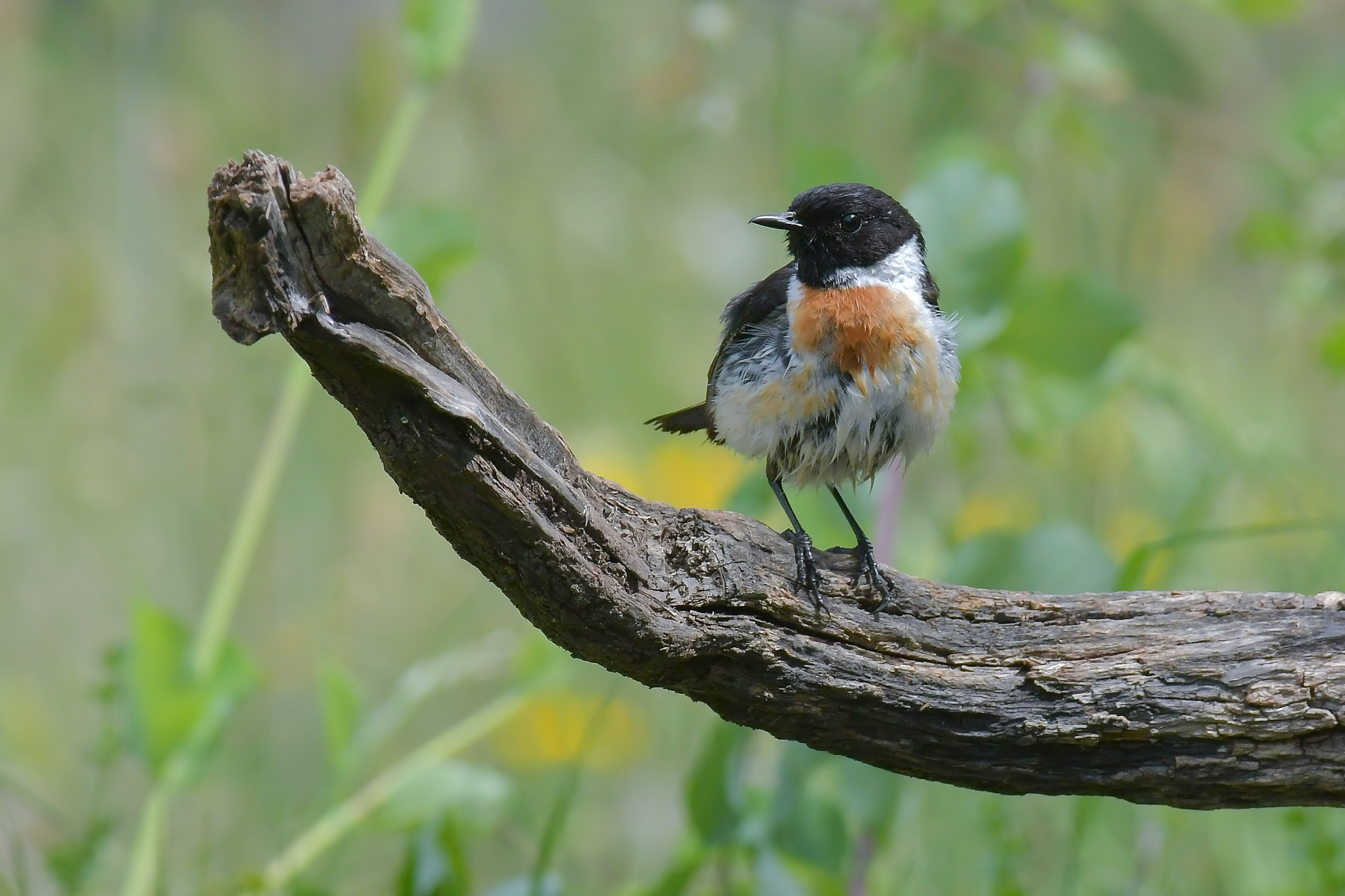 Saltimpalo comune o siberiano?