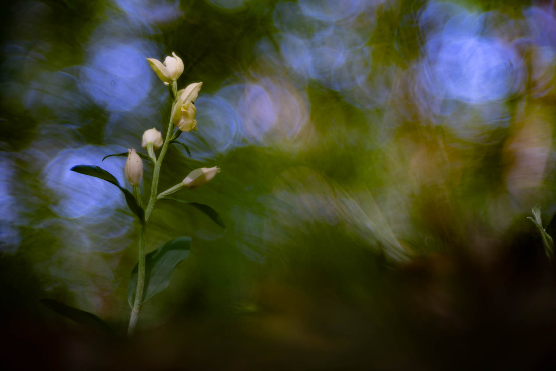 Cephalanthera damasonium