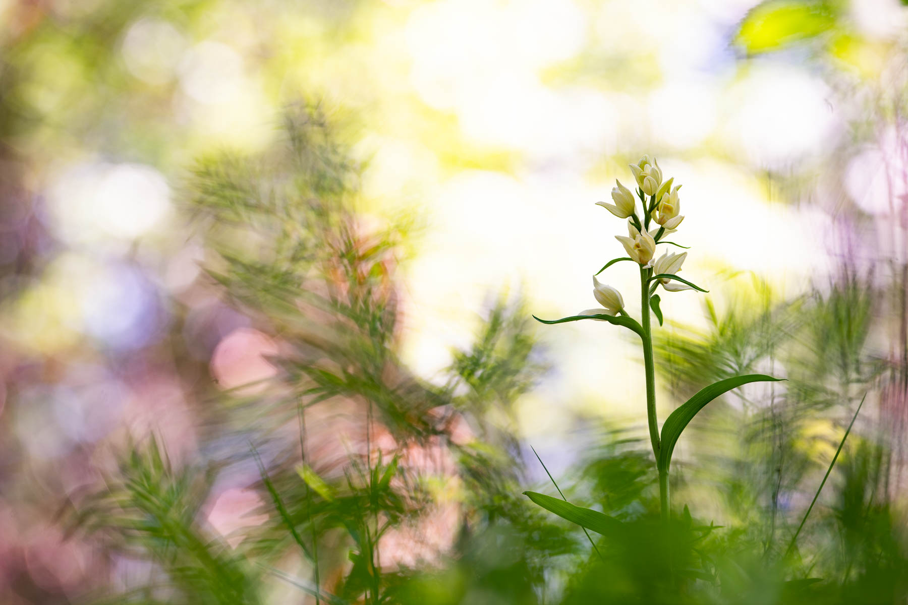 Cephalanthera damasonium